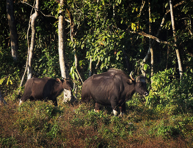 Chapramari Wildlife Sanctuary